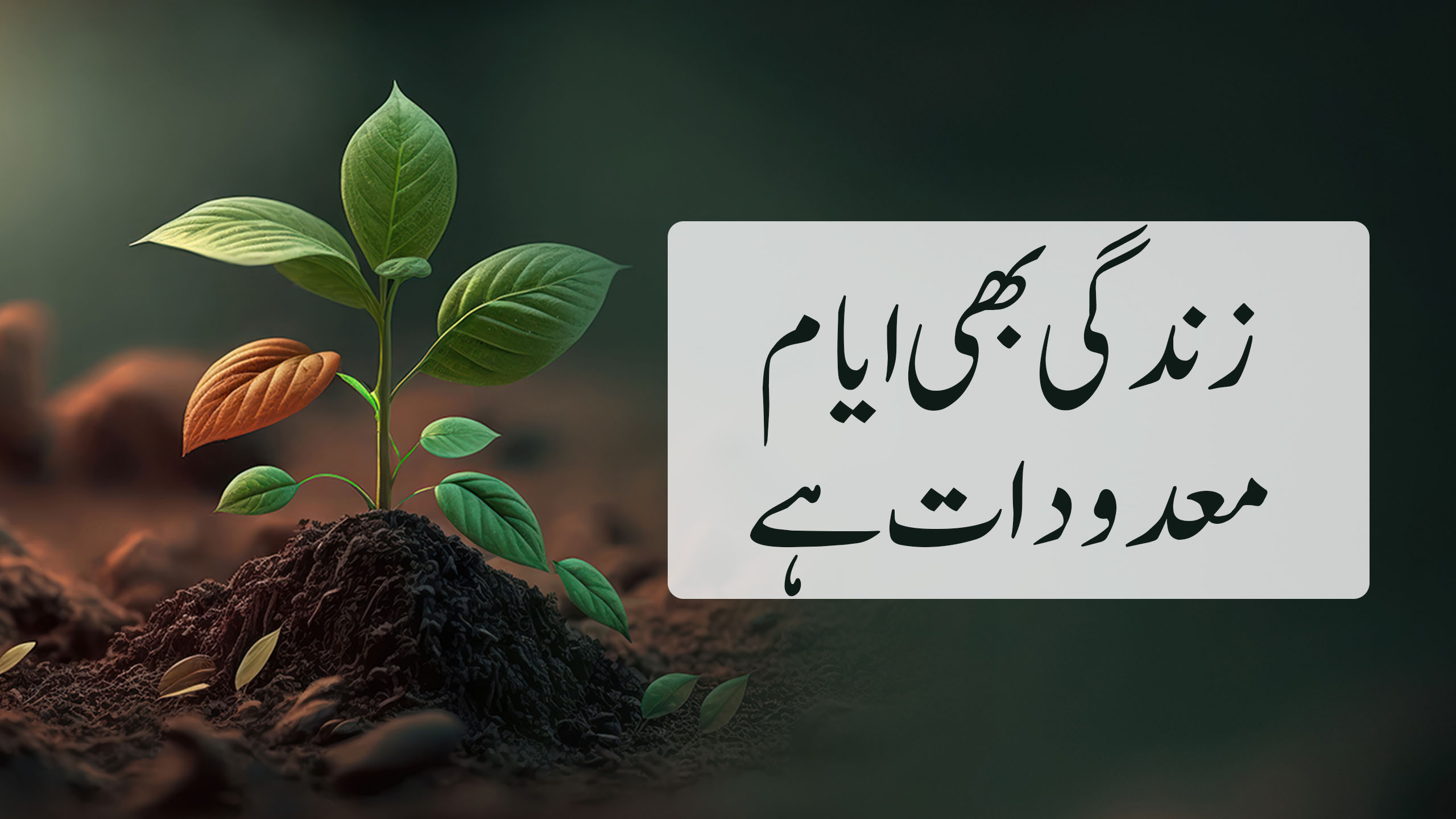 زندگی بھی ایامِ معدودات ہے